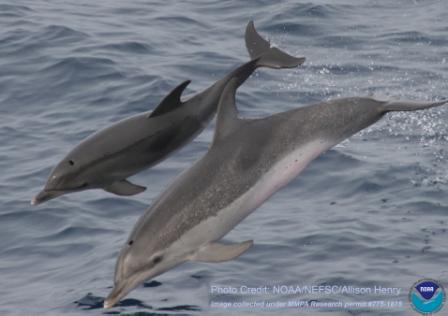 Atlantic Spotted Dolphin